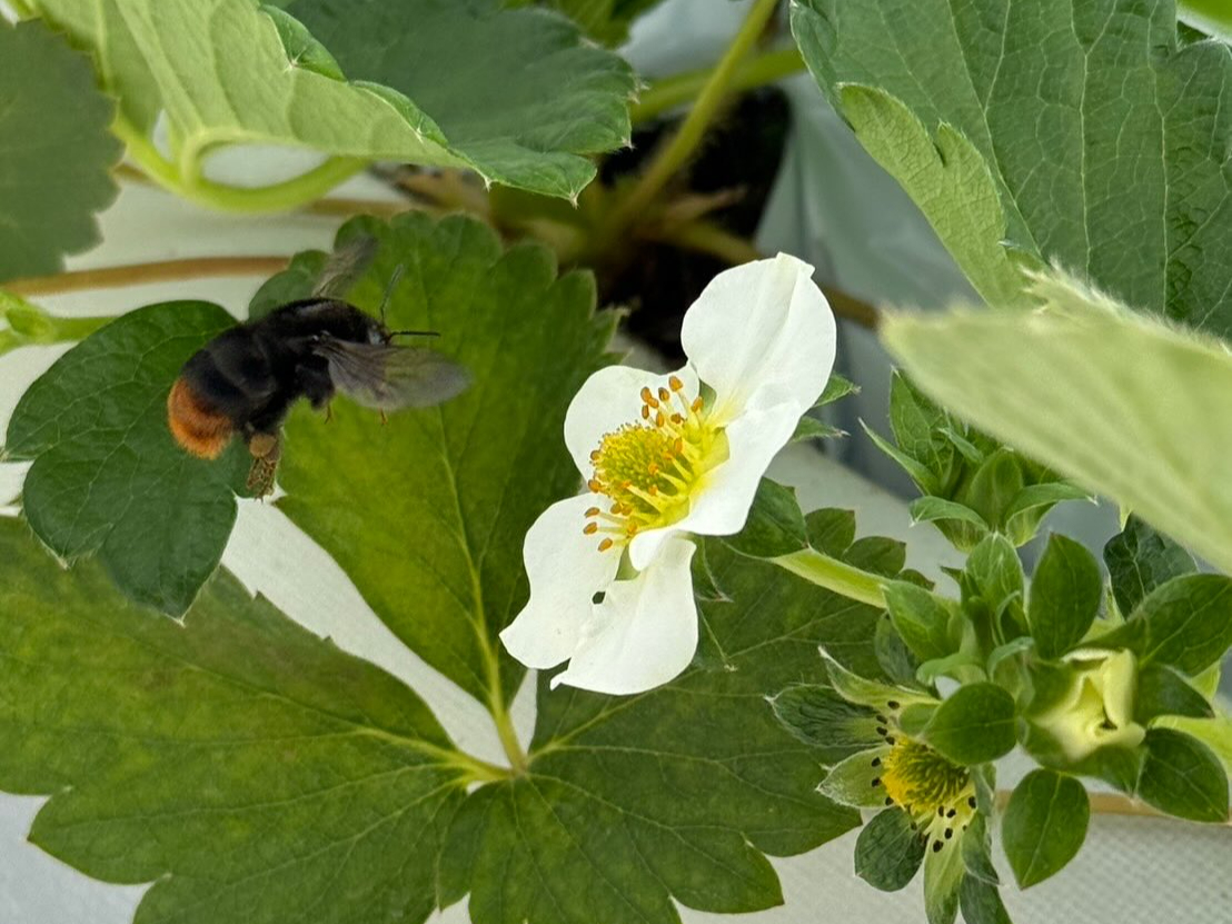 �}���n�i�o�`�𓱓����邱�ƂŁA�������̎󕲂Ƃ������̂��������悭���邱�Ƃ�����`�����Ă���܂���