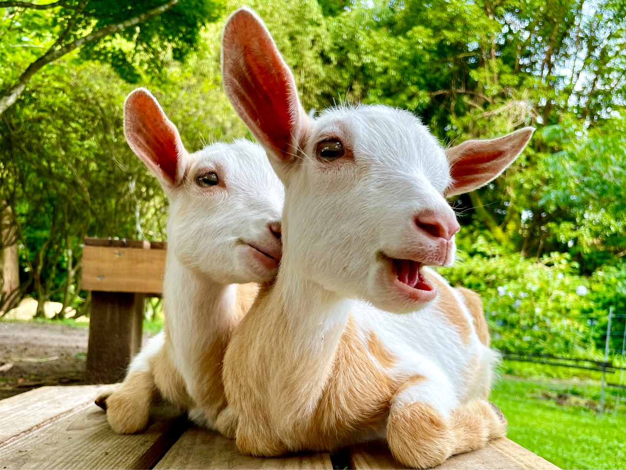 �l�C�̖����̖q�ꎞ�Ԃ𖡂킦��