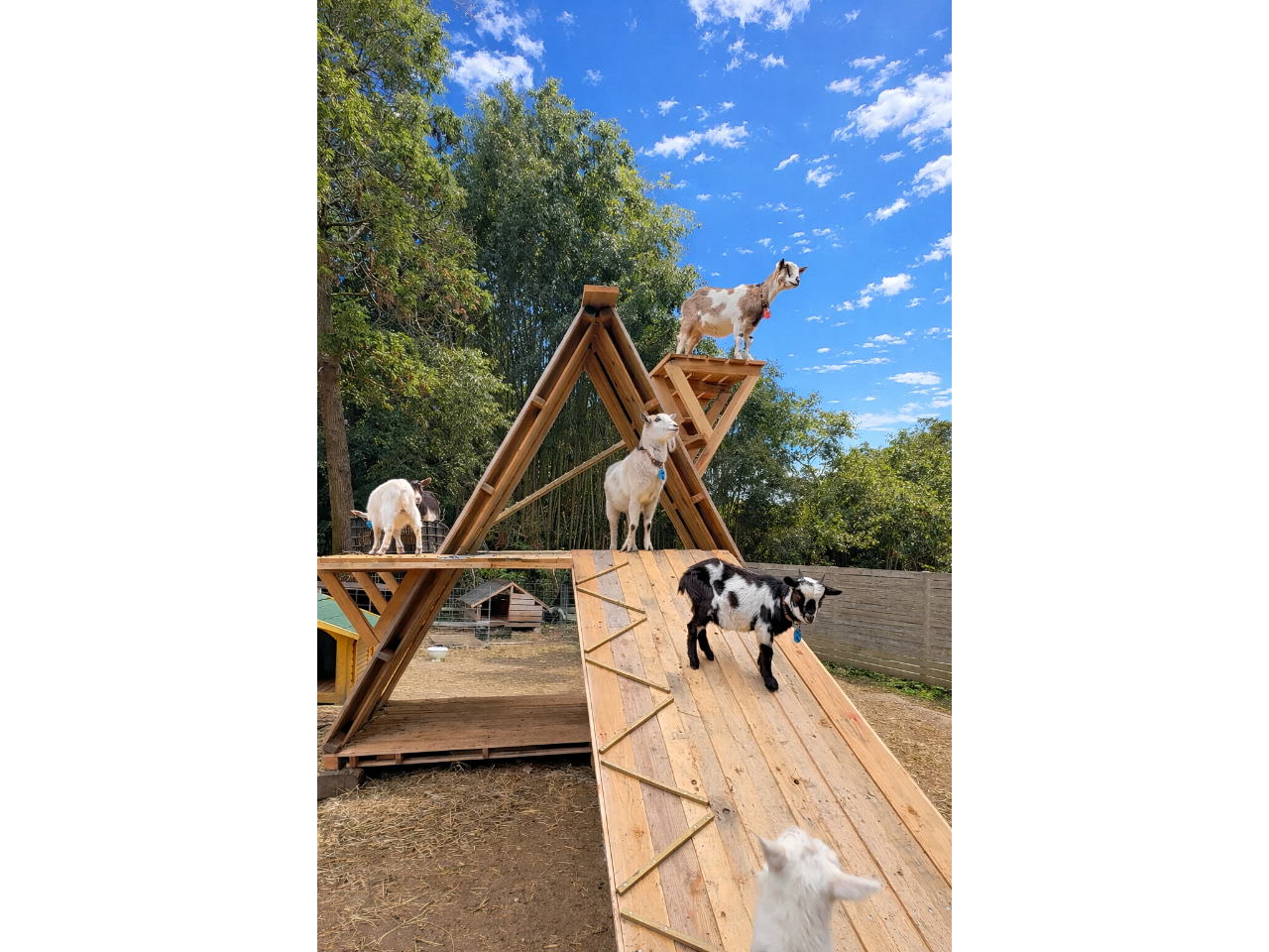 �y�[�^�[�̎��胄�M��p�A�X���`�b�N�B�l�C�̎ʐ^�f���X�|�b�g