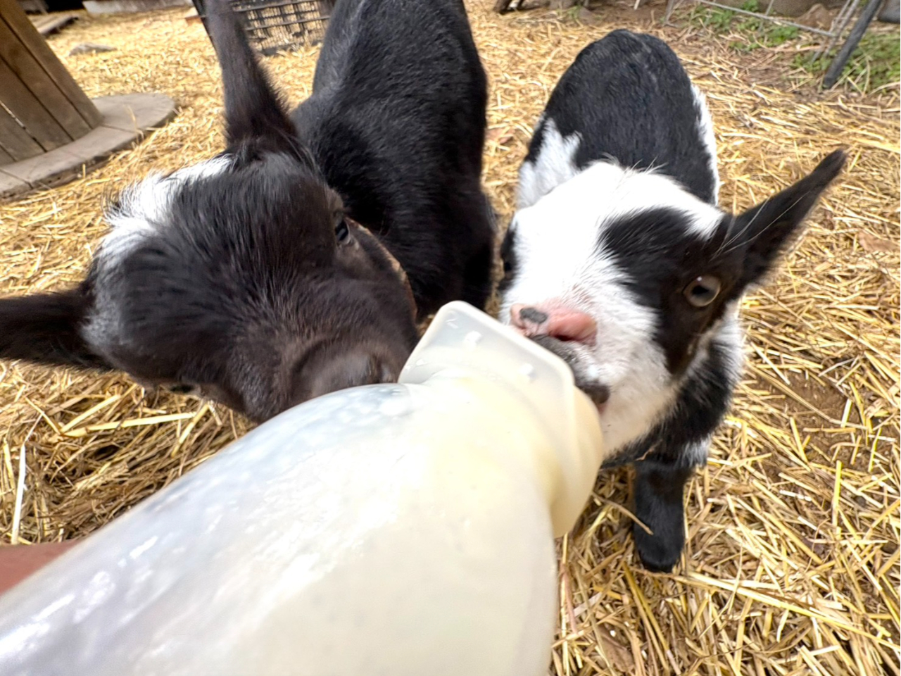 �^�C�~���O�������΁A�q���M�Ƀ~���N�����̌����ł��܂��I�~���N�����̌��i500�~�j