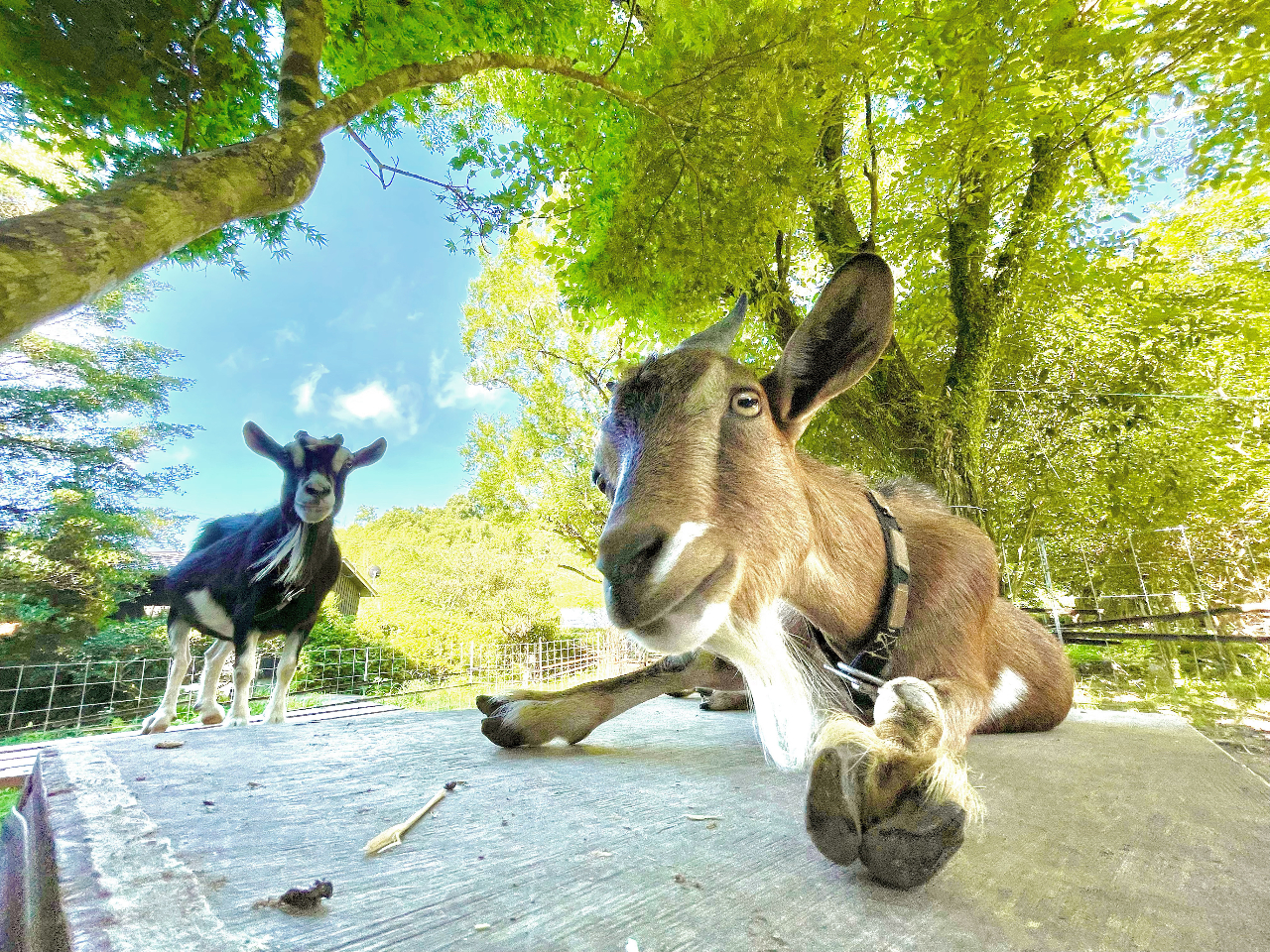 ・小さくて人懐こいピュアトカラヤギに直近でふれあえます
・映える写真が撮れて思い出に最適なプラン
・忙しい毎日に疲れている方に癒しの時間です