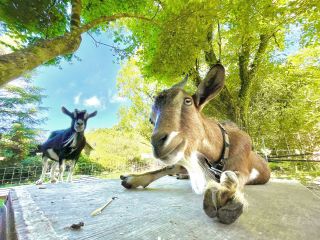 鹿児島でピュアトカラヤギとふれあい体験