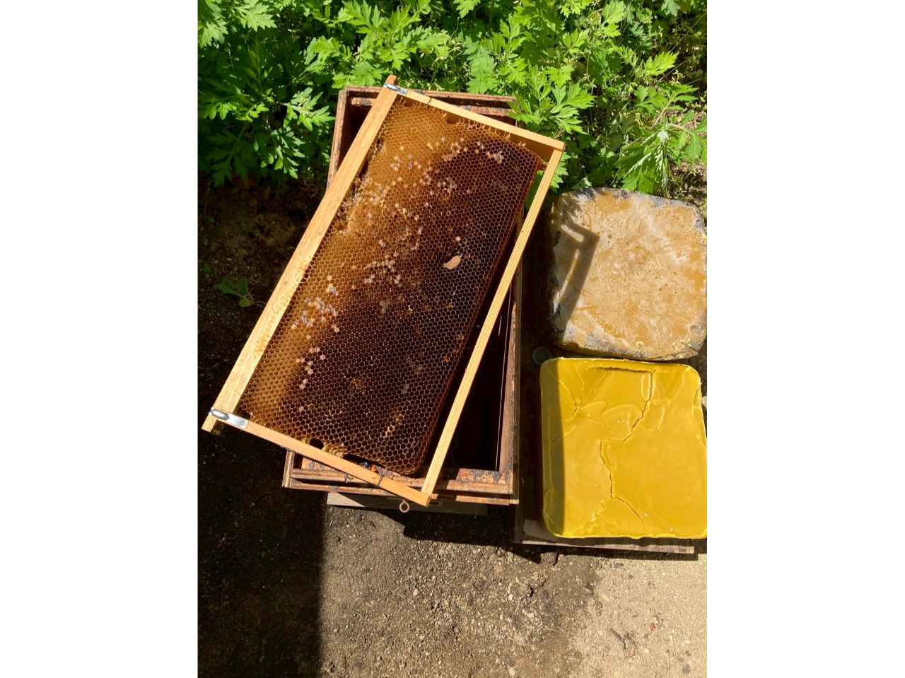 ۂ̃n`~c̑疨X𒊏oB