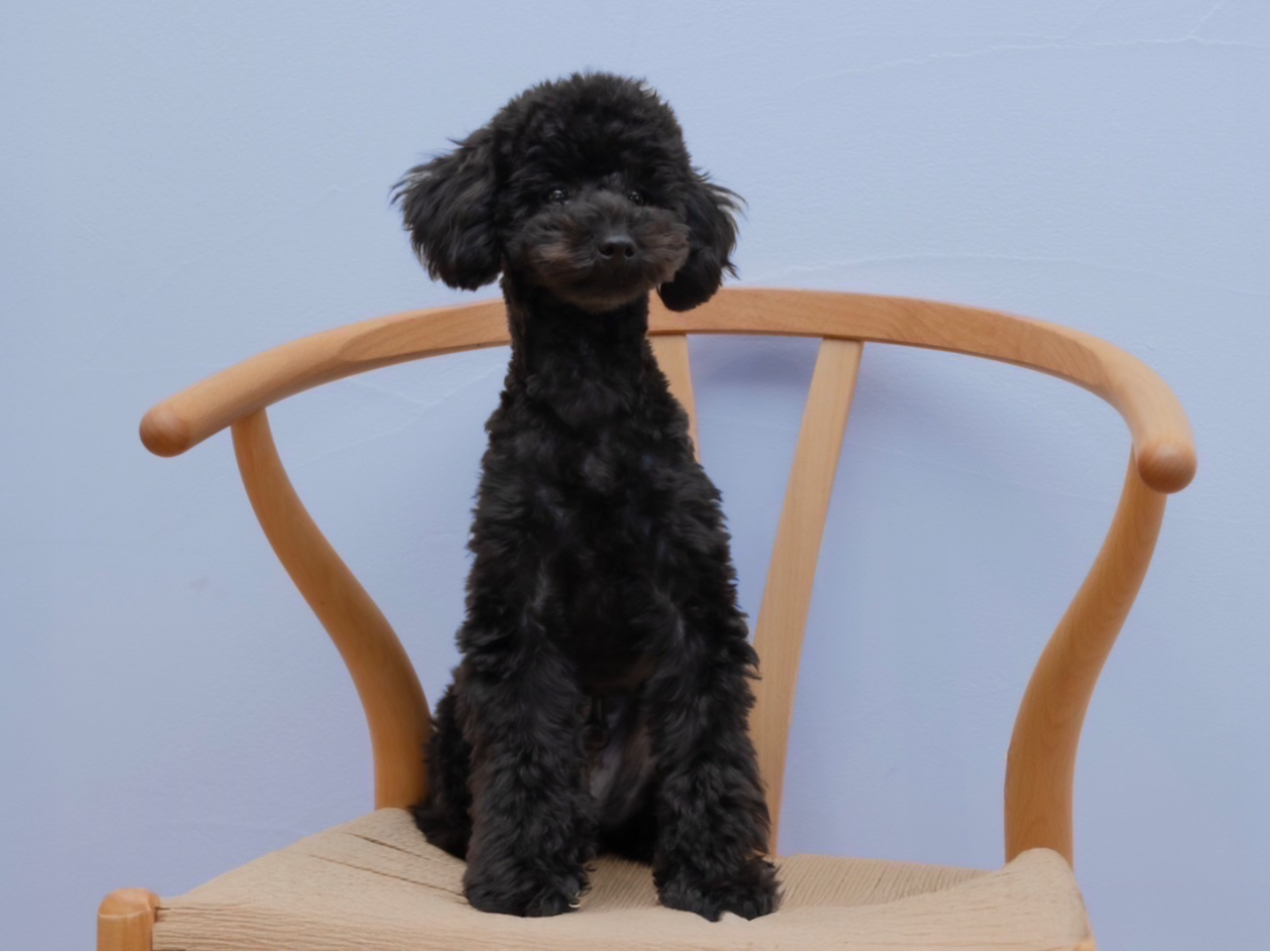 ŔołB iAP[Wŉ߂Ă܂B Tɂ͓܂̂ŁASĂpB