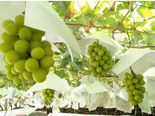 美味しく食べ頃になりましたシャインマスカットが袋から出ておりますので、そちらからお好きな物を二房お選び頂けます!