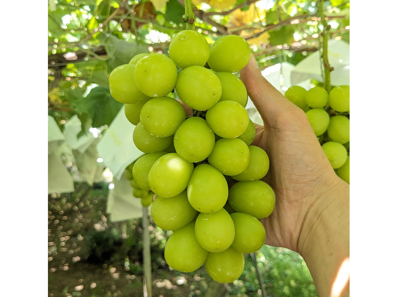 �V���C���}�X�J�b�g�̃T�C�Y��(�傫�ځA500g��)�̓R���ʂł��I