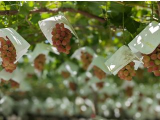 山梨県オリジナル品種のサンシャインレッド、食べ頃に色付いて来ました!