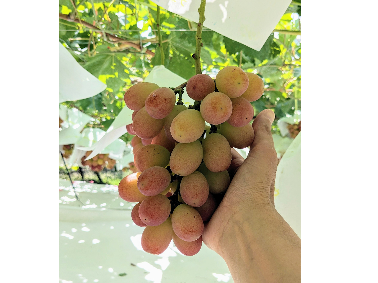 �T���V���C�����b�h�̈�[�̃T�C�Y��(�傫�ځA500g��)�̓R���ʂł��B