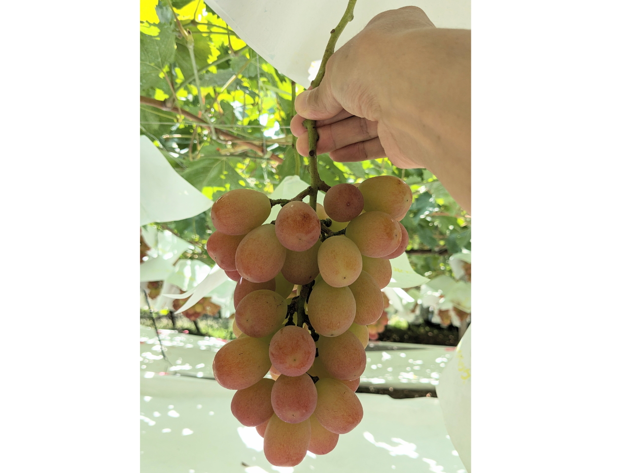 �T���V���C�����b�h����[�A���D�݂̖[�����I�щ������I