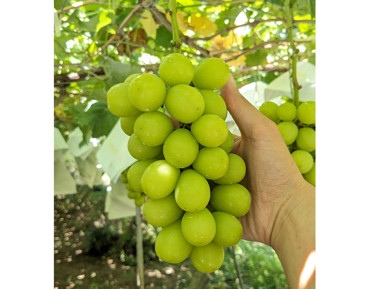 �V���C���}�X�J�b�g�̃T�C�Y��(�傫�ځA500g��)�̓R���ʂł��B