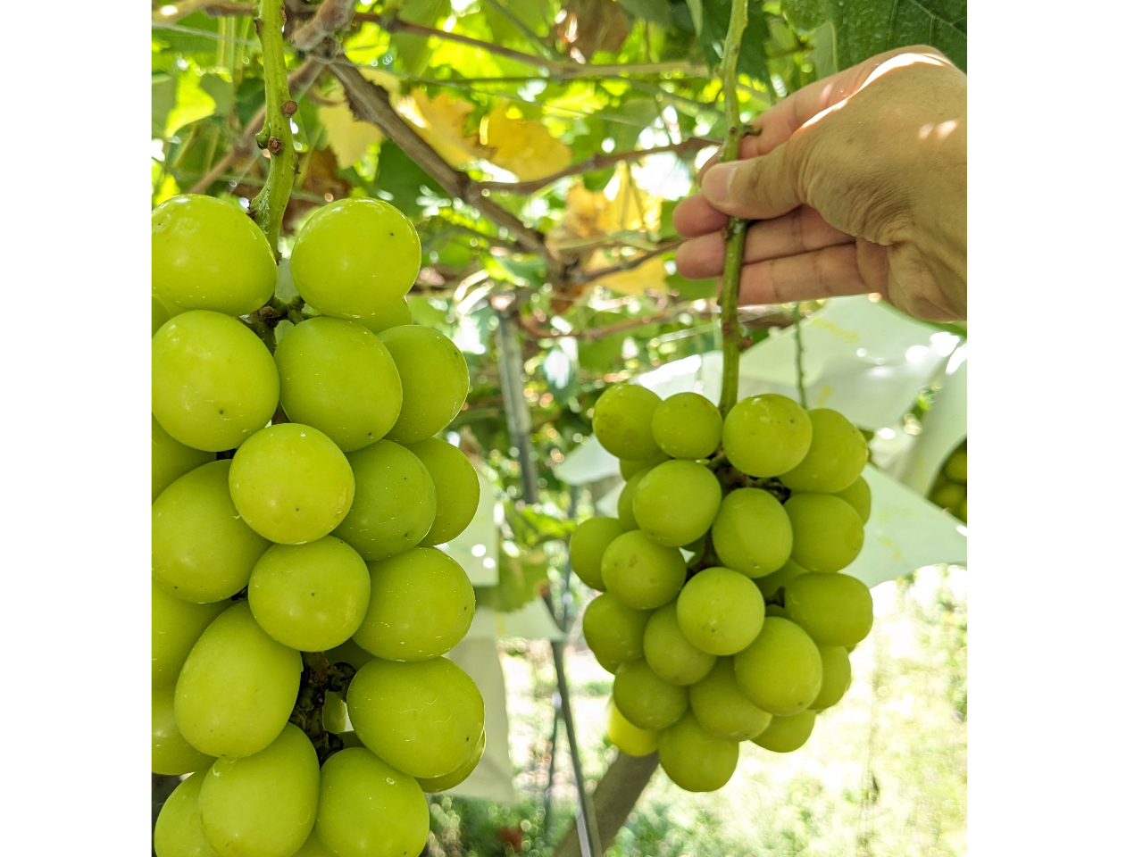 �V���C���}�X�J�b�g����[�A���D�݂̖[�����I�щ������I