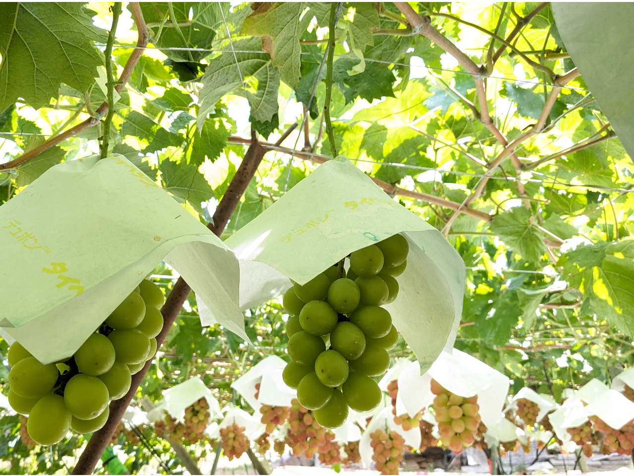 �������ɃT���V���C�����b�h�ƃV���C���}�X�J�b�g������܂��̂ŁA��[�Â��I�щ������I