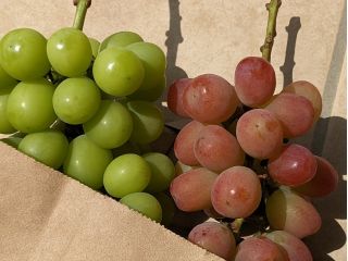 シャインマスカットとサンシャインレッドを一房づつお持ち帰り頂けます!※お持ち帰り様に手提げの紙袋をご用意しております。