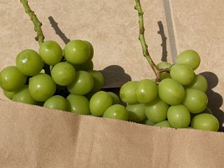 シャインマスカットを二房お持ち帰り頂けます!※お持ち帰り様に手提げの紙袋をご用意しております。