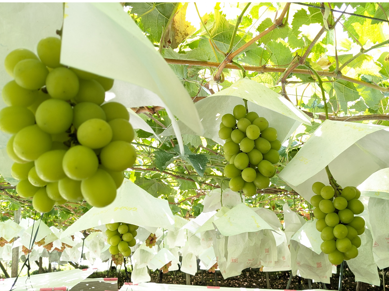 ���������H�׍��ɂȂ�܂����V���C���}�X�J�b�g���܂���o�Ă���܂��̂ŁA�����炩�炨�D���ȕ����[���I�ђ����܂��I