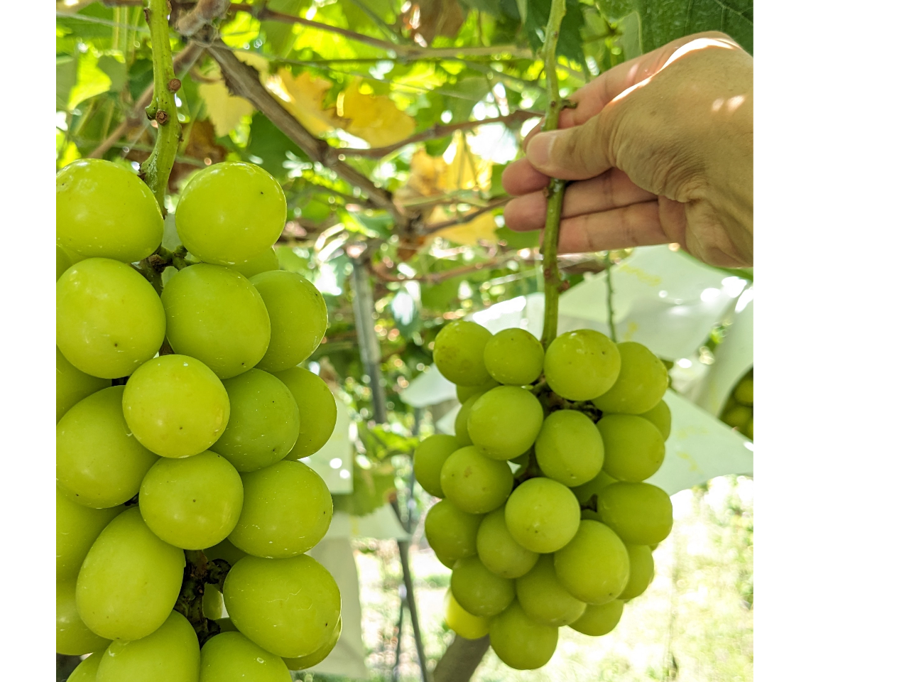 �V���C���}�X�J�b�g���[�A���D���Ȗ[�����I�щ������I