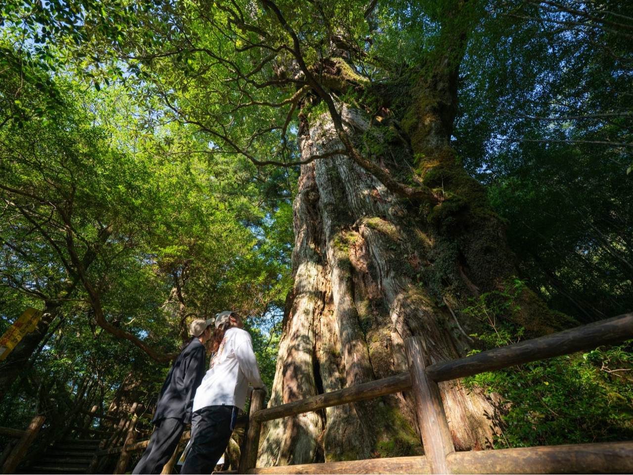 屋久杉と島の人々の物語が息づくヤクスギランド。短い行程で、子どもから年配まで楽しめる森の散策。