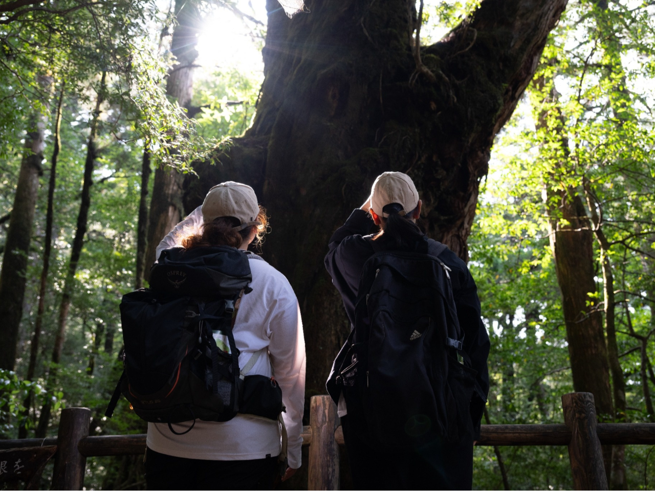 世界自然遺産屋久島】 屋久杉と島民の歴史をたどる道/あしたの山道