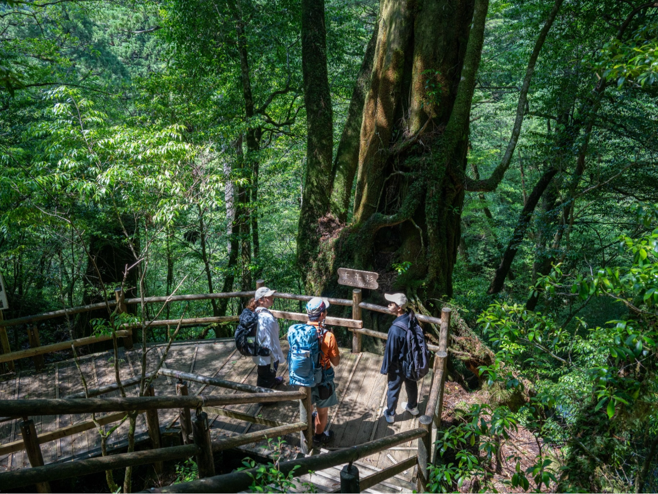世界自然遺産屋久島】 屋久杉と島民の歴史をたどる道/あしたの山道