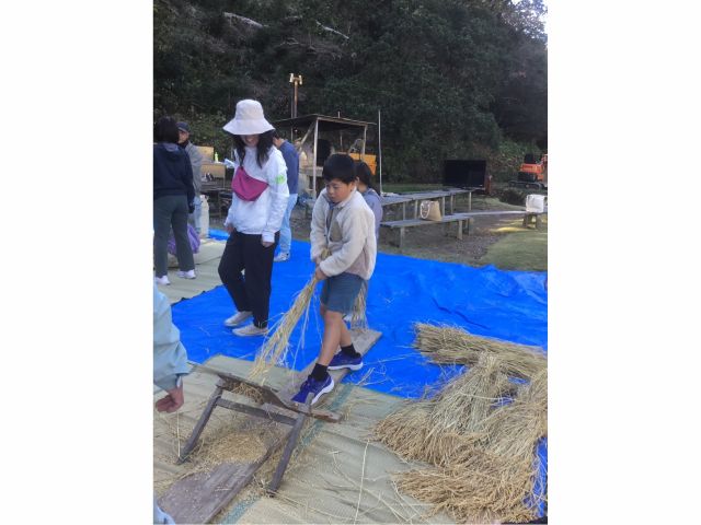 室戸・百々世の里で千歯コキを使う稲作体験