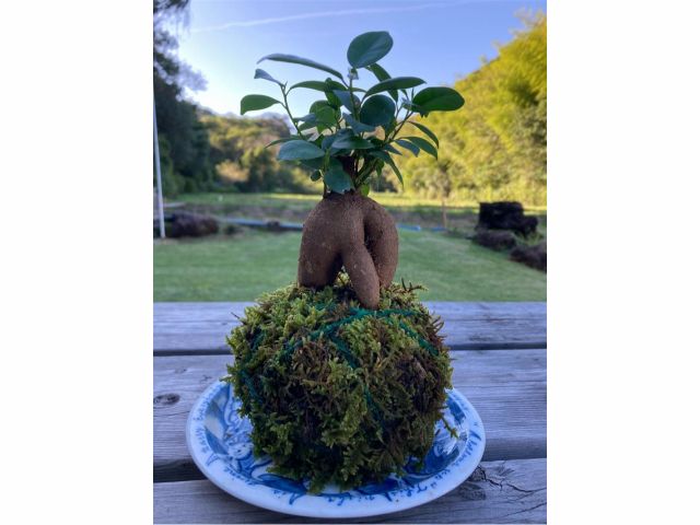 室戸・百々世の里で自然を感じる苔玉ワークショップ