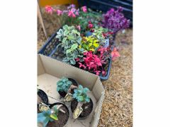 苔玉に使用する植物たちです。どれを選ぶかは感性次第!