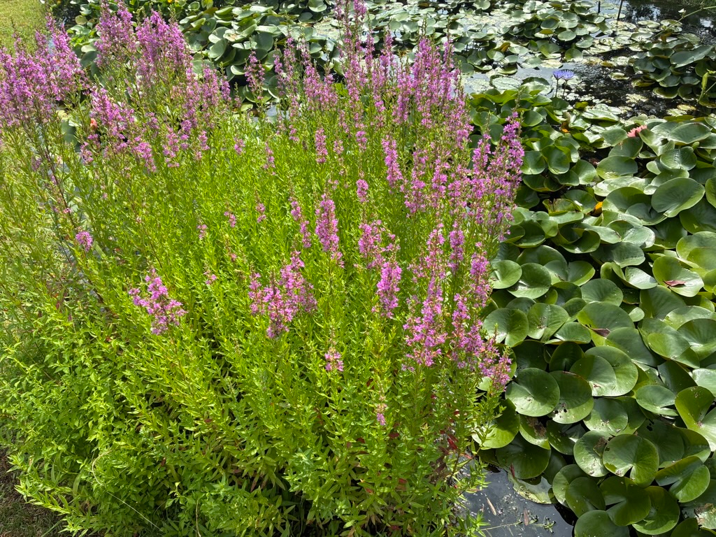 室戸の自然に囲まれた散策コースで深呼吸してみてください