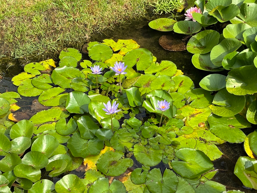 室戸で庭園を散策しながらリラックス
