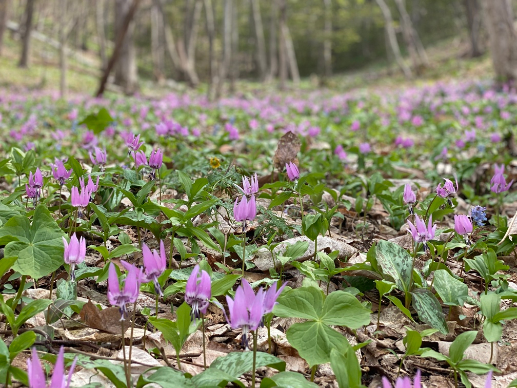 時期が合えば季節の美しい花々もご覧いただけます!