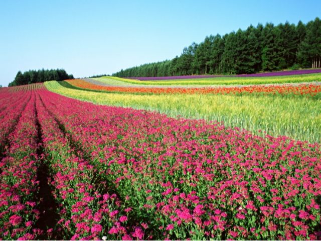 周辺施設:ファーム富田