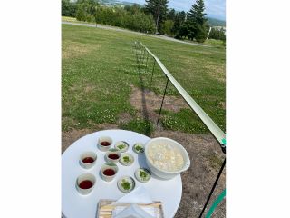 全長25メートルの流しそうめん体験してみませんか♪