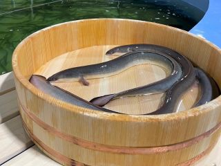 平沼水産オリジナルブランドの「侍うなぎ」