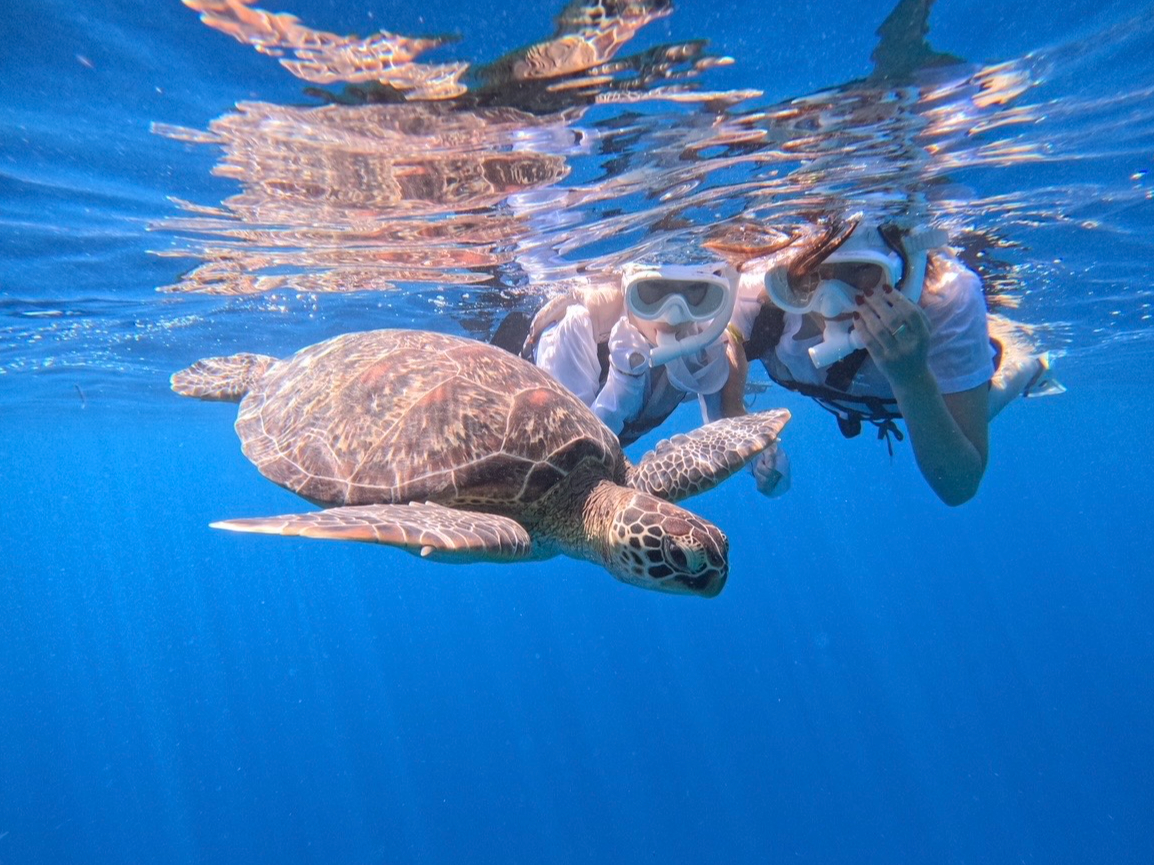 石垣島/3時間】幻の島上陸☆ウミガメ遭遇率100％更新中×竹富往復船券付