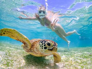 ウミガメと至近距離で撮影しよう!高画質データ無料プレゼント!