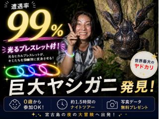 絶滅危惧種の巨大ヤシガニ遭遇率99%!