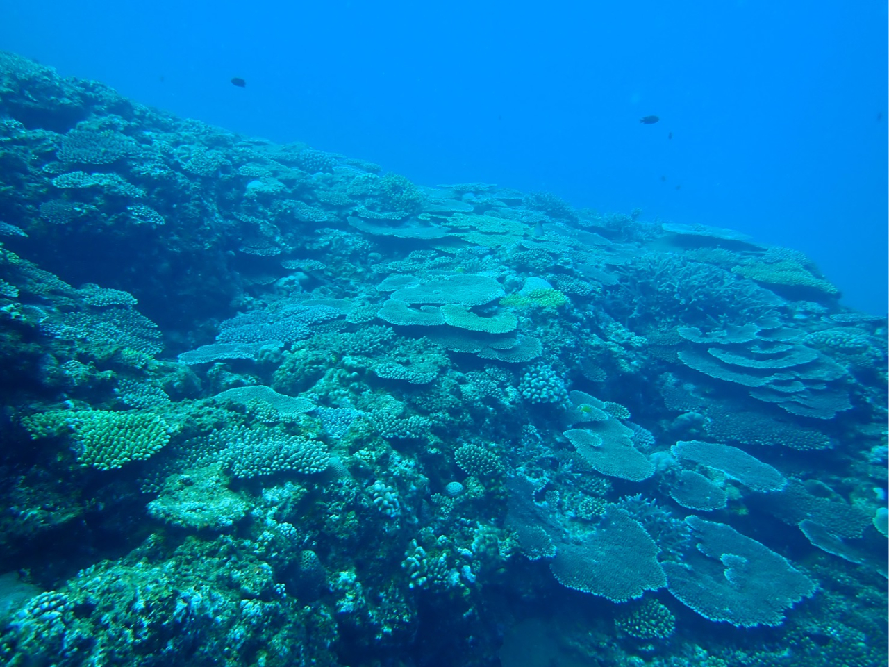 isola blue kouri�̎ʐ^3