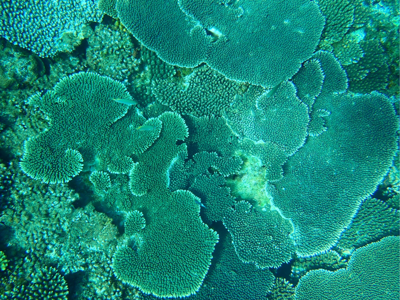 isola blue kouri�̎ʐ^4
