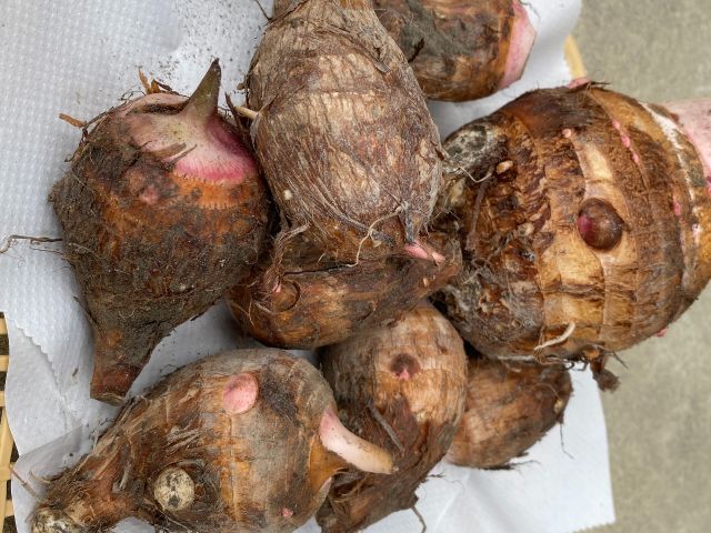 畑ので田芋収穫、のんびり自然と触れ合うひととき