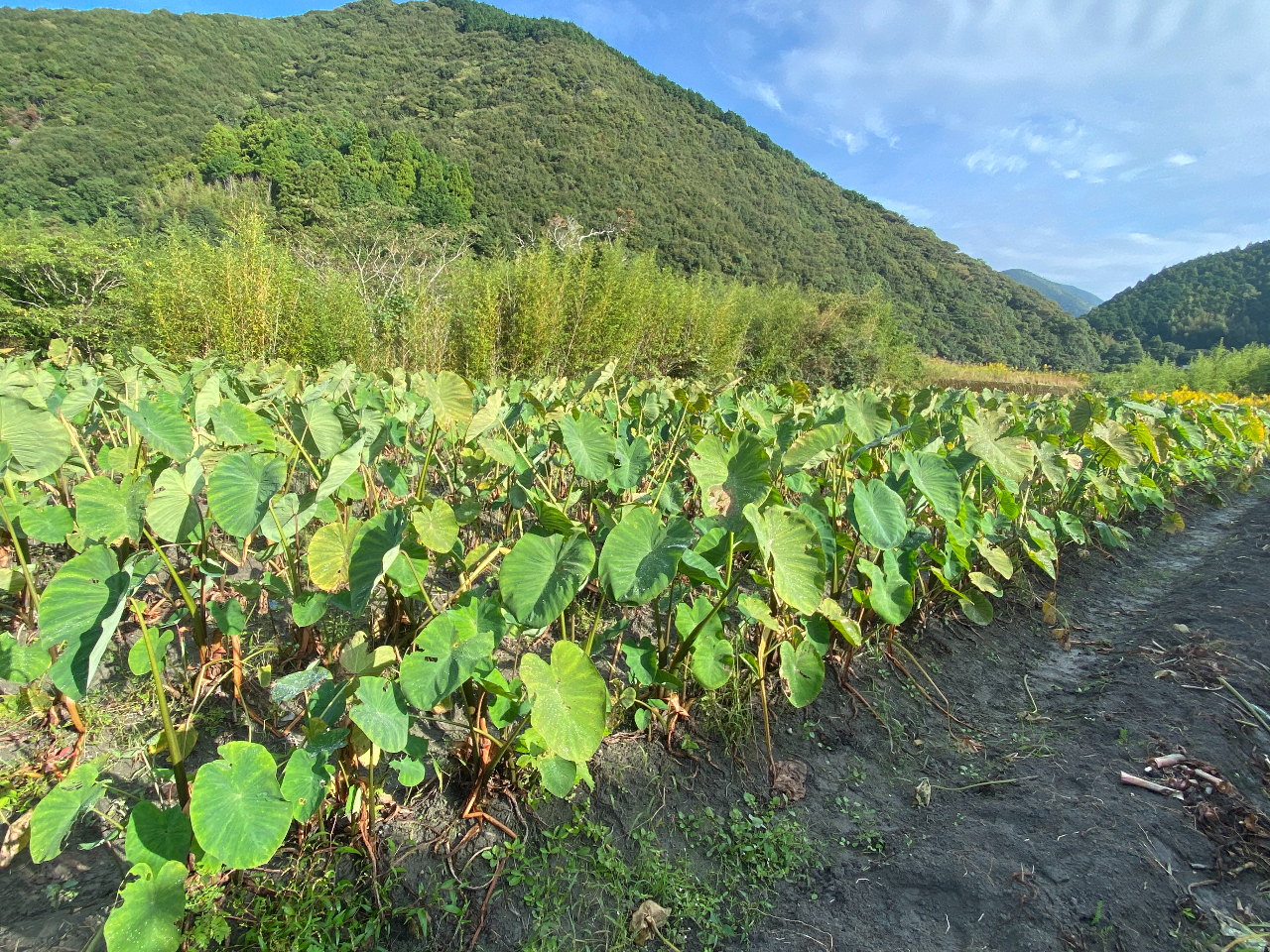 たくさん植えられた田芋たち。集落活動センターから徒歩3分ほど