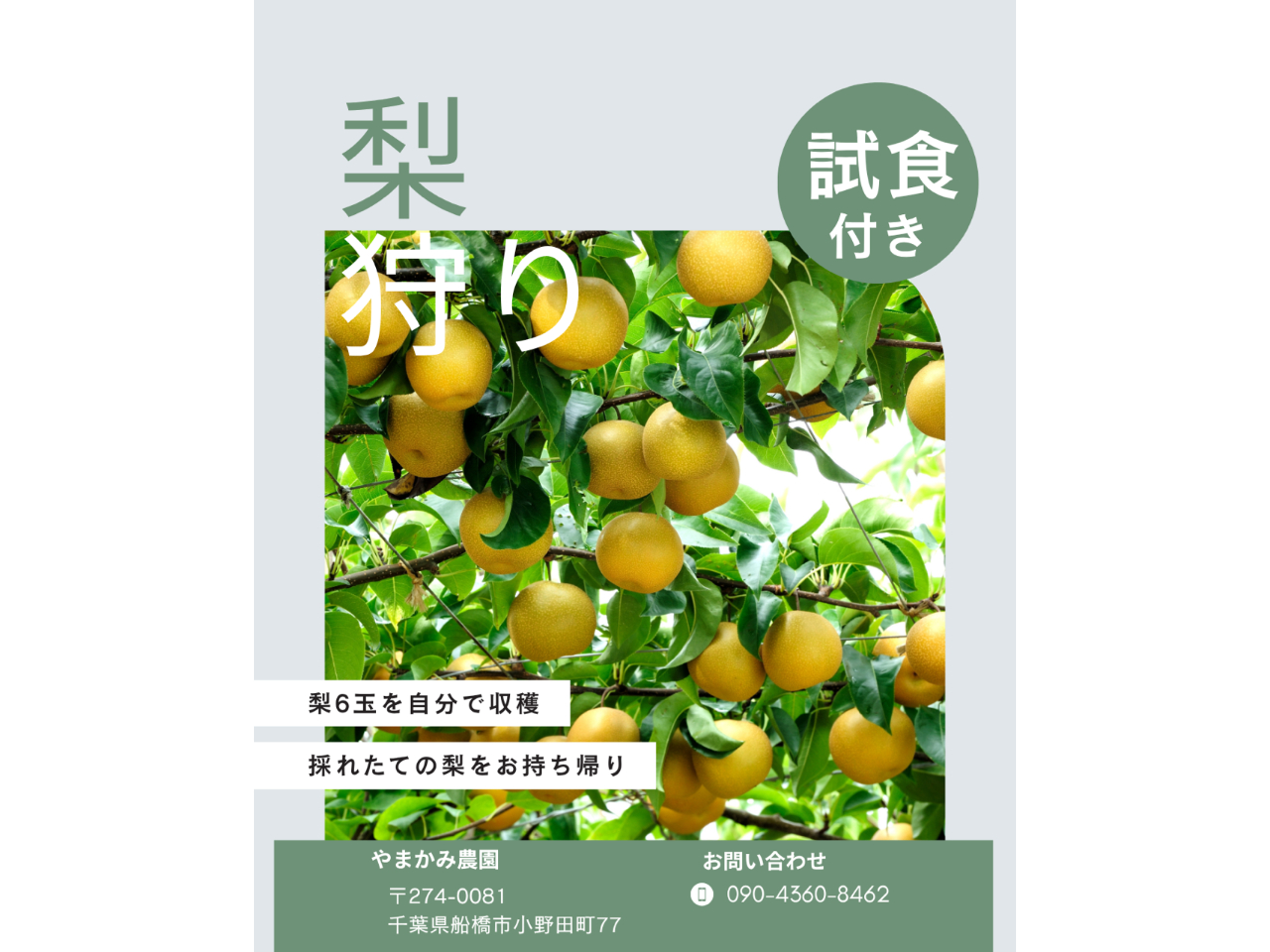 【9月限定】やまかみ農園で梨狩り体験♪6玉持ち帰り&試食付き!お子様連れの家族・...