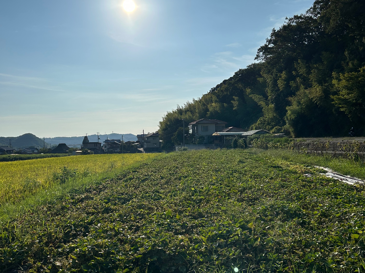 太陽の光をたっぷり浴びてすくすくと育ちました!