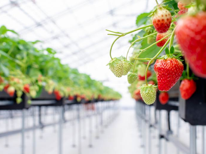 �n�E�X���̓V�[�g����ŒʘH�����L���A�x�r�[�J�[��Ԃ����̏������OK��