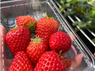 お渡しするパックに大粒の完熟いちごを詰め放題♪1パック目安400g程度入ります!