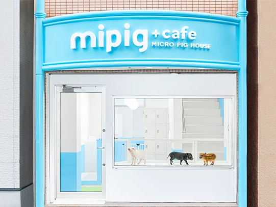 mipig cafe ���l���؊X�X�̎ʐ^3