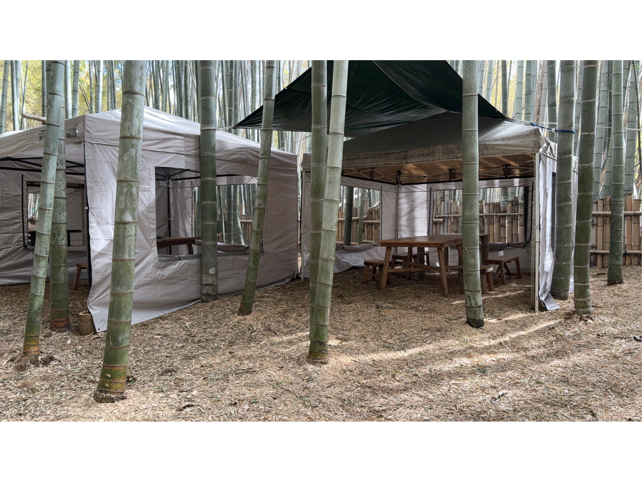 �J�ł����S�e���gBBQ�A�|�����ё̌����o���܂�