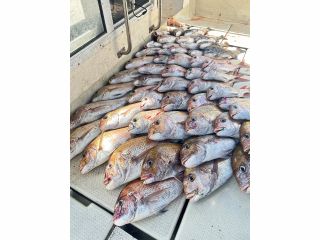 釣った魚を学べる魚捌き体験