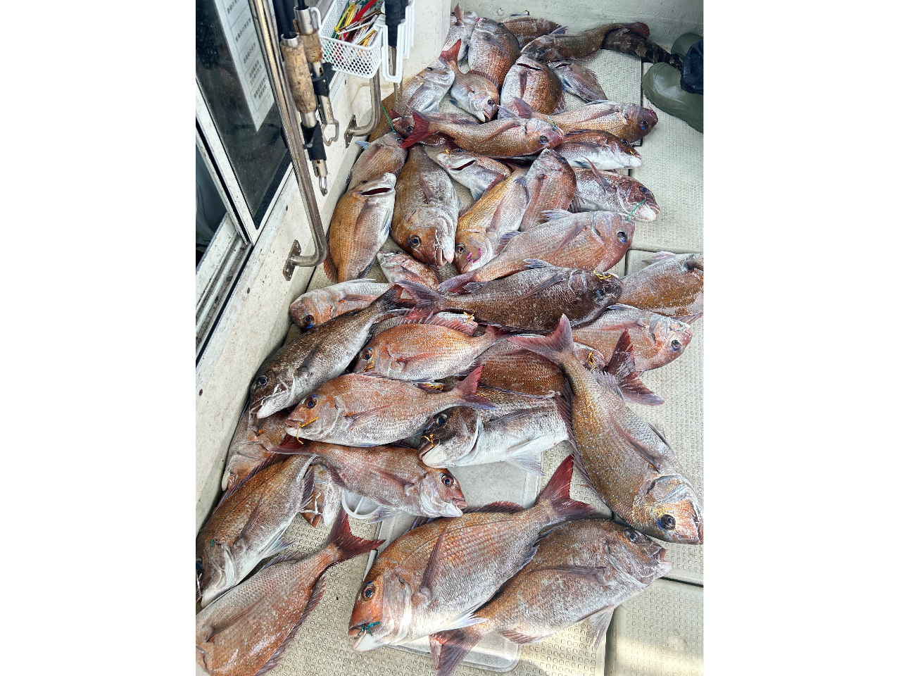 �V���DTATSUMARU�̎ʐ^4