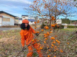 \秋の味覚「柿」の収穫体験をお楽しみください!/
