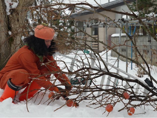 \収穫体験は11月末まで可能/