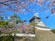 桜の名所 小倉城